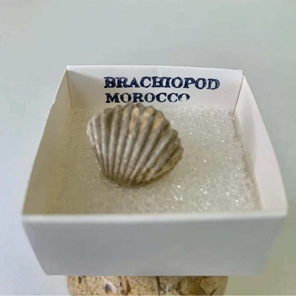 Brachiopod Fossil Rhynchoellida Boujdour Western Sahara Morocco Cretaceous Boxed